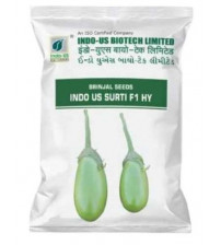 Brinjal Indo US Surati